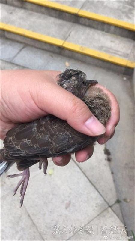 斑鳩死前的徵兆|急！撿到班鳩幼鳥！教我怎麼救牠